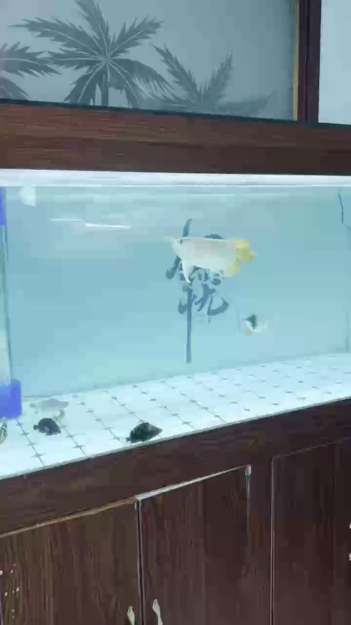 為何龍巔發的視頻都是這個白次溜子的顏色的