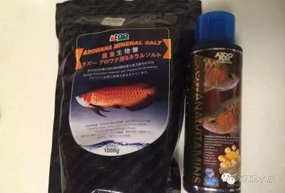 如何自制紅龍魚維生素補(bǔ)充劑：紅龍魚日常營(yíng)養(yǎng)需求指南：紅龍魚維生素補(bǔ)充劑的方法
