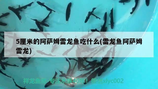 黃公龍魚營養(yǎng)價值：血紅金龍魚1000萬