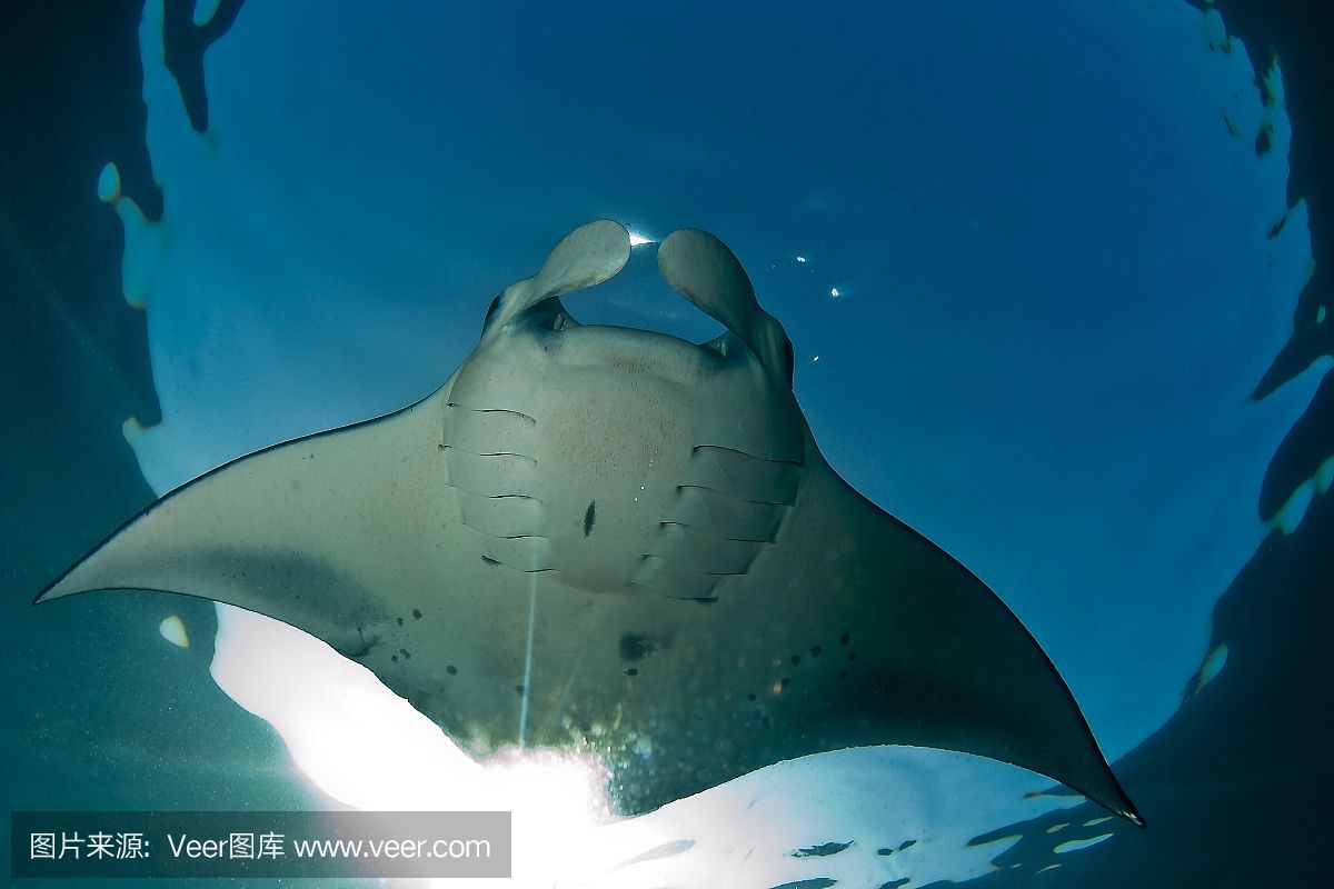 魟魚經(jīng)常飛缸上面什么原因：魟魚的飛缸行為可能由多種因素引起[需手動填充]魚的飛缸行為 魟魚經(jīng)常飛缸上面什么原因：魟魚的飛缸行為可能由多種因素引起[需手動填充]魚的飛缸行為 魟魚百科 第1張