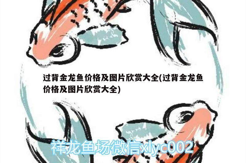 過背金龍魚價格及圖片欣賞大全(過背金龍魚價格及圖片欣賞大全)