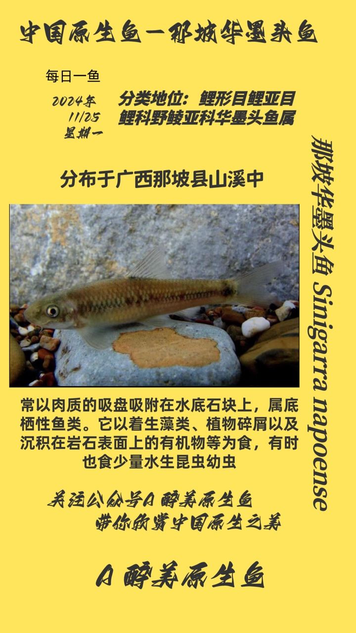 <strong><mark>那坡</mark></strong>華墨頭魚