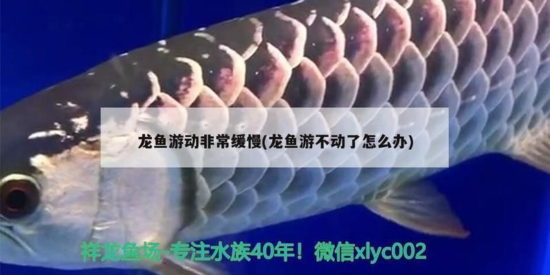 紅龍魚不愛游動尾巴下墜：紅龍魚不愛游動尾巴下墜怎么辦