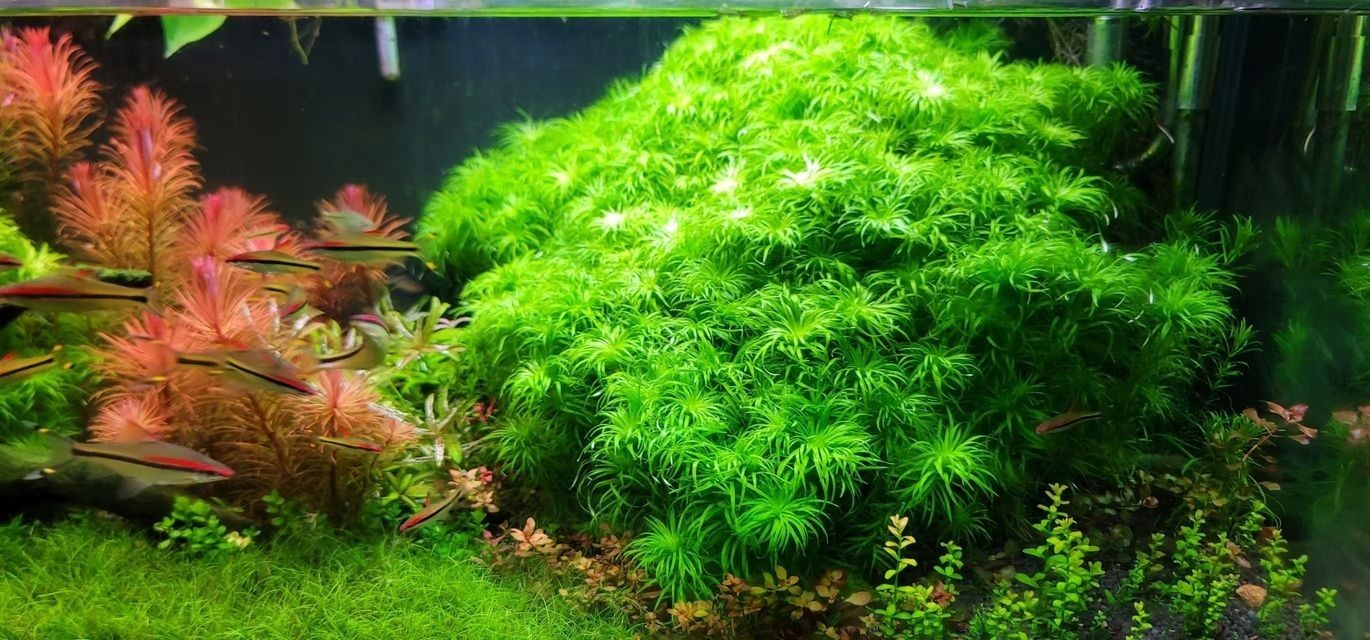 2.2米草缸里的手捧花太贊了