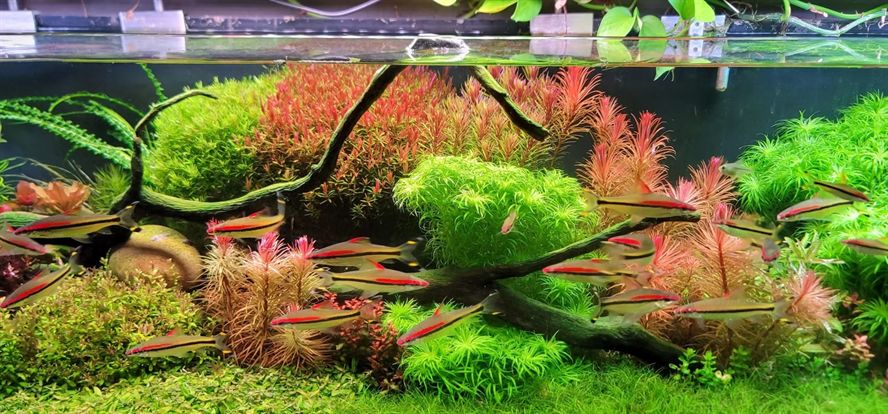 2.2米草缸里的手捧花太贊了