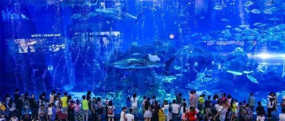 中國最大的海洋水族館：中國擁有世界上最大的海洋水族館 中國最大的海洋水族館：中國擁有世界上最大的海洋水族館 水族館百科（水族館加盟） 第4張