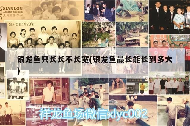 銀龍魚只長長不長寬(銀龍魚最長能長到多大) 銀龍魚只長長不長寬(銀龍魚最長能長到多大) 銀龍魚百科