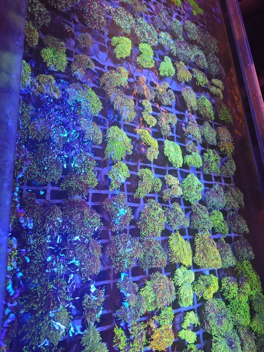 挑貨中 挑貨中 龍魚論壇 第2張