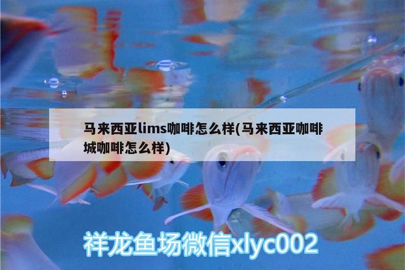 馬來西亞lims咖啡怎么樣(馬來西亞咖啡城咖啡怎么樣)
