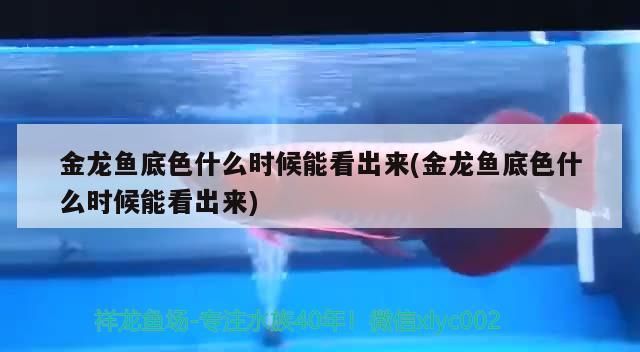 金龍魚底色什么時候能看出來(金龍魚底色什么時候能看出來) 金龍魚底色什么時候能看出來(金龍魚底色什么時候能看出來) 九鼎魚缸