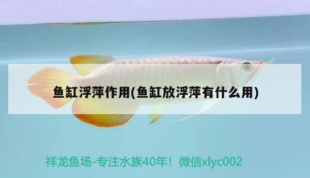 魚缸浮萍作用(魚缸放浮萍有什么用)