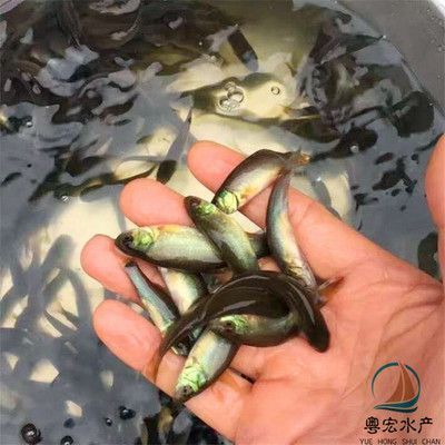 觀賞魚黑魚能養幾條（觀賞魚黑魚的養殖數量和養殖技巧黑魚的養殖技巧）
