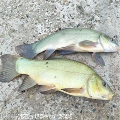 觀賞魚黑魚能養幾條（觀賞魚黑魚的養殖數量和養殖技巧黑魚的養殖技巧）