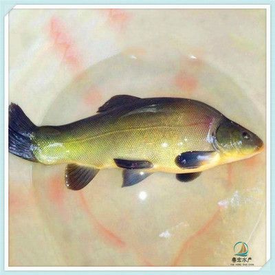 觀賞魚黑魚能養幾條（觀賞魚黑魚的養殖數量和養殖技巧黑魚的養殖技巧）