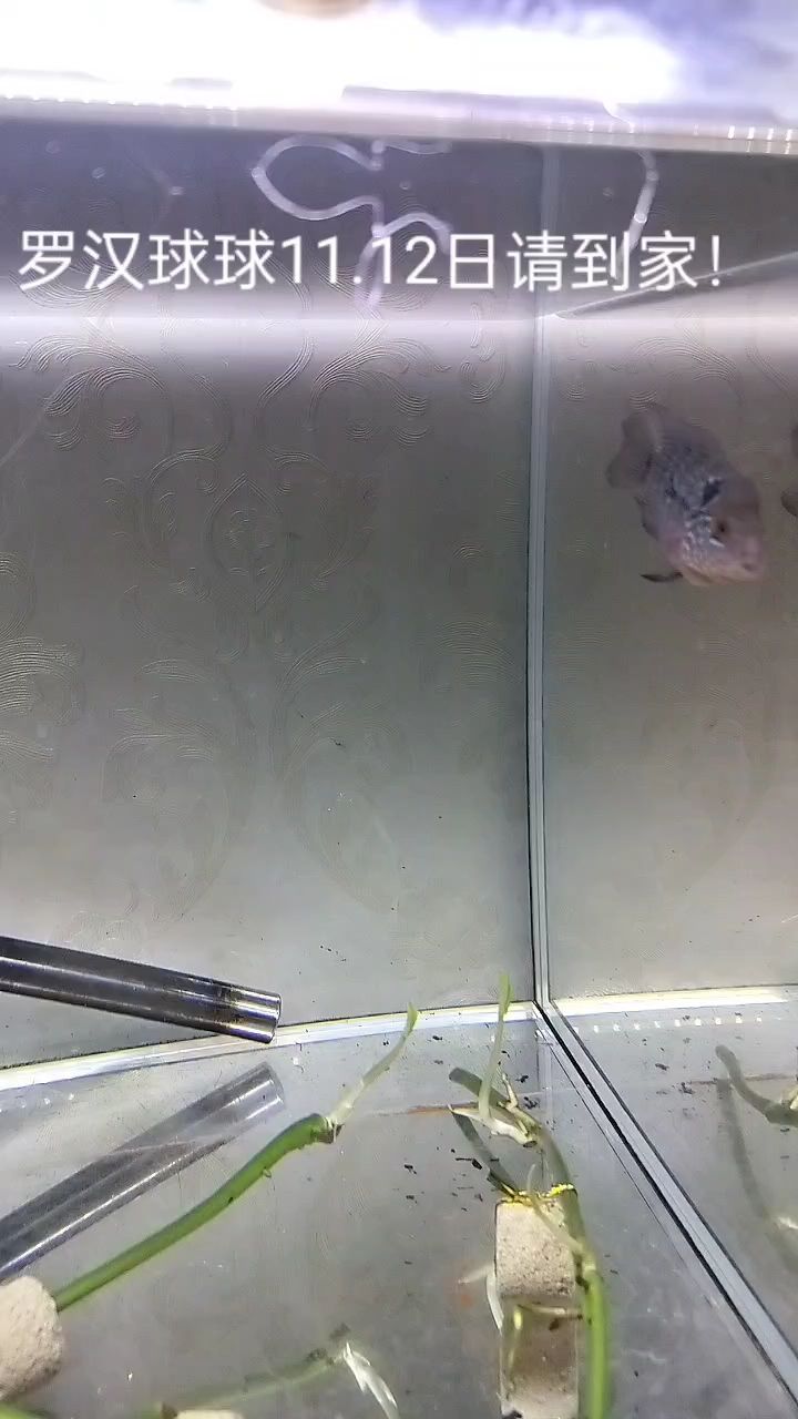 羅漢球球 羅漢球球 龍魚論壇
