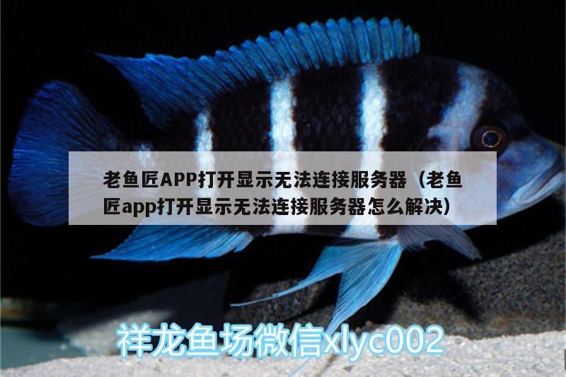 老魚匠APP打開顯示無法連接服務器（老魚匠app打開顯示無法連接服務器怎么解決）