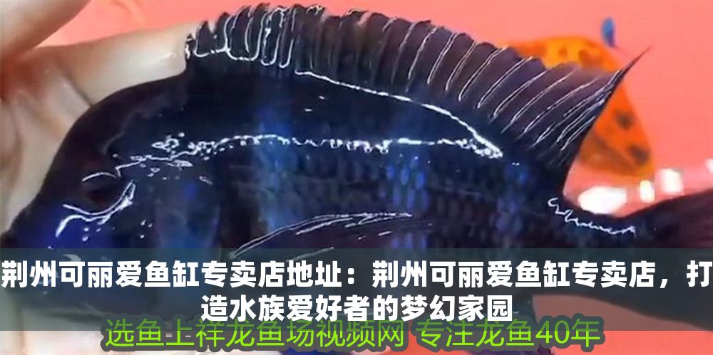 荊州可麗愛魚缸專賣店地址：荊州可麗愛魚缸專賣店，打造水族愛好者的夢幻家園
