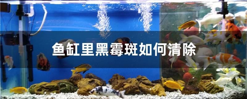 黃金貓魚圖片高清大圖大全欣賞(黃金貓是什么魚)