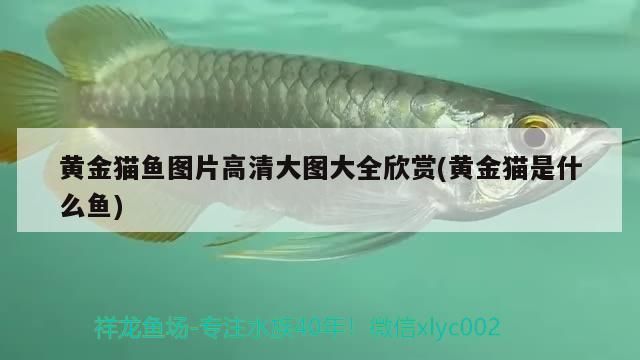 黃金貓魚圖片高清大圖大全欣賞(黃金貓是什么魚)