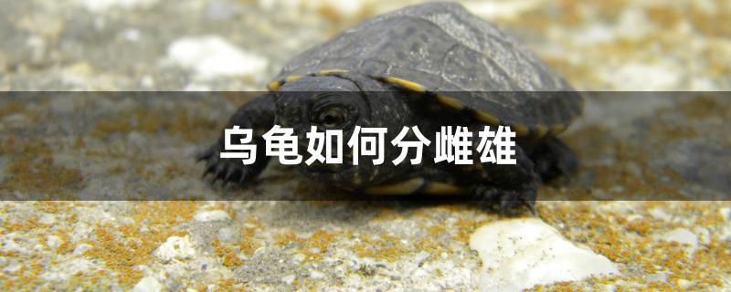 烏龜如何分雌雄 烏龜如何分雌雄 元寶鳳凰魚百科