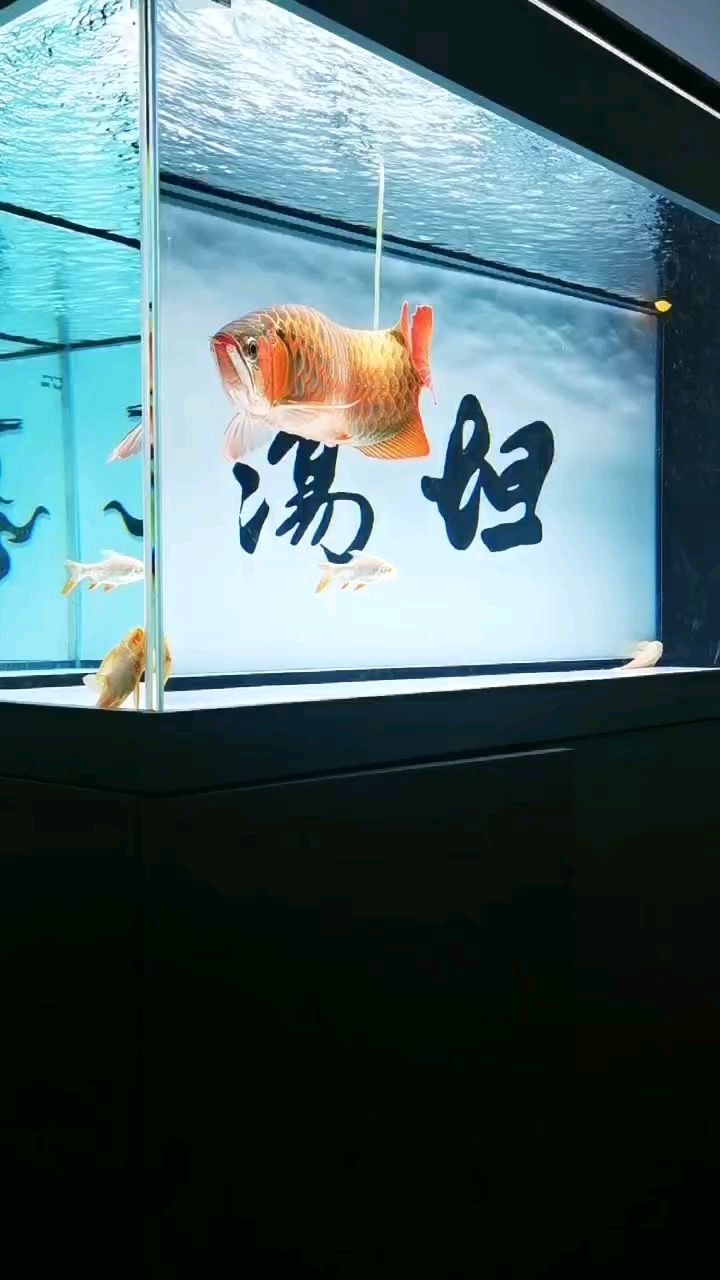 黑底白底換了兩個(gè)星期了。還紅了不少