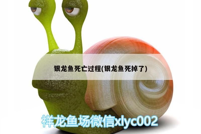 銀龍魚死亡過程(銀龍魚死掉了)