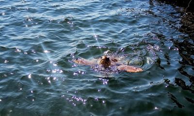 元寶鳳凰魚專用魚糧購買渠道（元寶鳳凰魚專用魚糧品牌排行元寶鳳凰魚專用魚糧品牌排行）