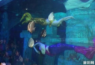 水族館有什么工作:動物醫(yī)生的疾病治療方法介紹水族館工作人員的疾病治療方法介紹 水族館百科(水族館加盟) 第4張 水族館有什么工作:動物醫(yī)生的疾病治療方法介紹水族館工作人員的疾病治療方法介紹 水族館有什么工作:動物醫(yī)生的疾病治療方法介紹水族館工作人員的疾病治療方法介紹 水族館百科(水族館加盟) 第4張