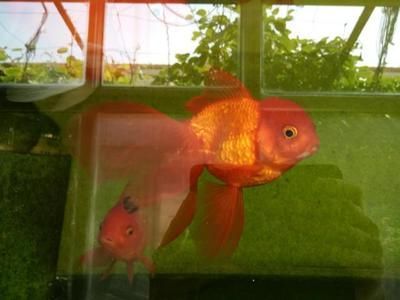 小虎魚身上有白斑是什么病圖片：小虎魚身上有白斑是什么病