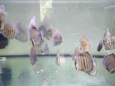 小虎魚身上有白斑是什么病圖片：小虎魚身上有白斑是什么病