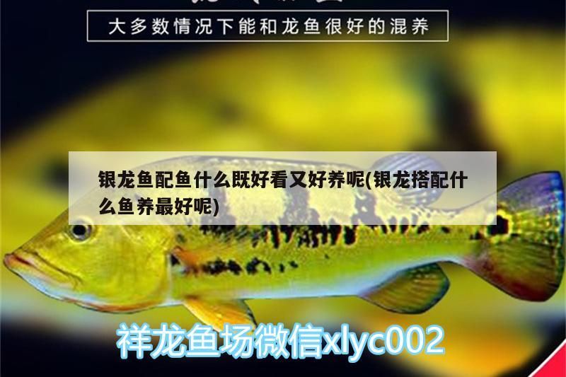 銀龍魚配魚什么既好看又好養(yǎng)呢(銀龍搭配什么魚養(yǎng)最好呢)