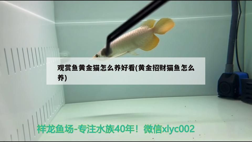 觀賞魚黃金貓怎么養好看(黃金招財貓魚怎么養)