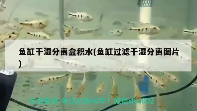 30厘米銀龍魚價格多少（30厘米銀龍魚價格與在線購買相<strong><mark>比如</mark></strong>何購買30厘米銀龍魚）