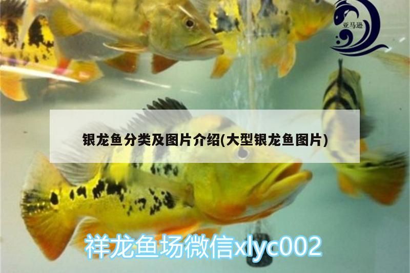 銀龍魚分類及圖片介紹(大型銀龍魚圖片)