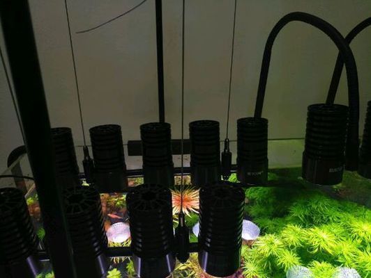 馬印神燈和尼特利：馬印神燈和尼特利at5s各有不同的特點(diǎn)和優(yōu)勢(shì)