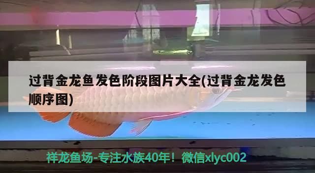 過背金龍魚發(fā)色階段圖片大全(過背金龍發(fā)色順序圖)