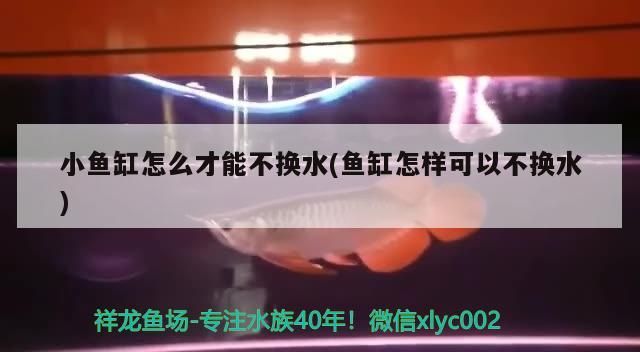 小魚缸怎么才能不換水(魚缸怎樣可以不換水)
