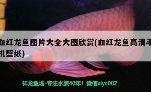 觀賞魚 血紅龍魚圖片大全大圖欣賞(血紅龍魚高清手機壁紙) 九鼎魚缸 血紅龍魚圖片大全大圖欣賞(血紅龍魚高清手機壁紙) 血紅龍魚圖片大全大圖欣賞(血紅龍魚高清手機壁紙) 九鼎魚缸