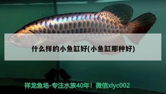 金龍魚用馬印增艷燈會發色嗎（紅龍魚用馬印神燈好還是nec）