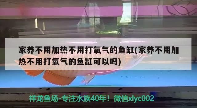 家養不用加熱不用打氧氣的魚缸(家養不用加熱不用打氧氣的魚缸可以嗎)
