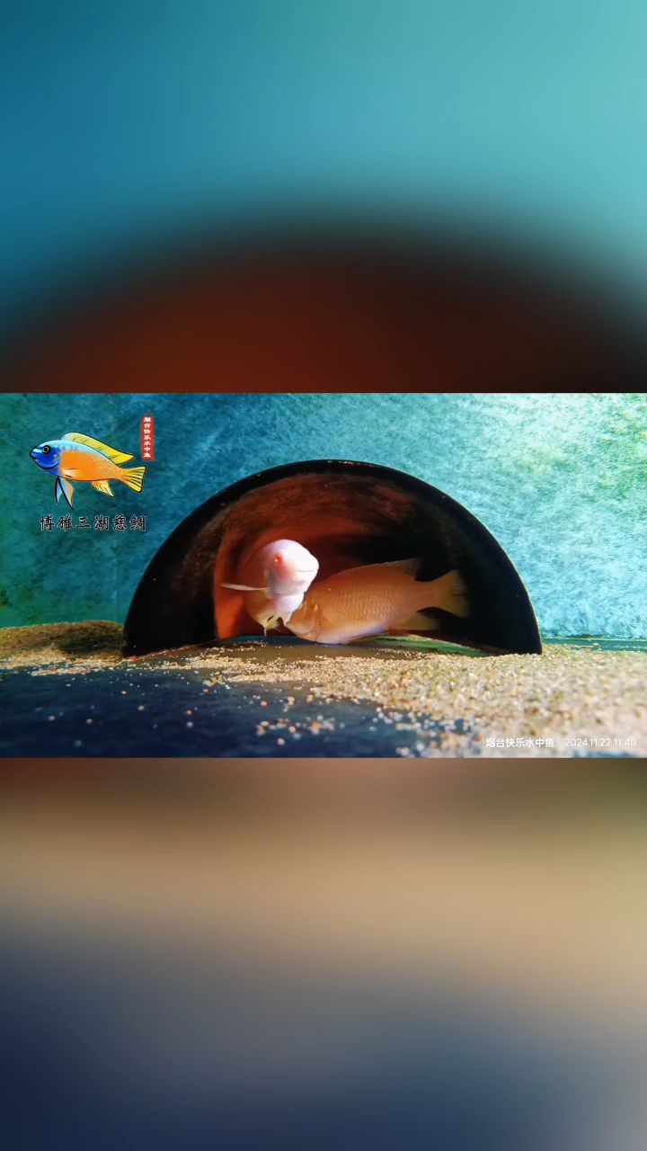 龍魚干蝦有營養嗎 卡丑白子繁殖一嘴! 龍魚論壇 卡丑白子繁殖一嘴! 卡丑白子繁殖一嘴! 龍魚論壇
