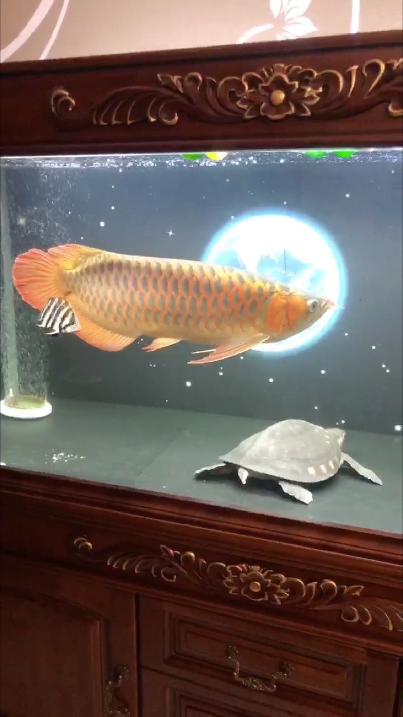 減肥中……