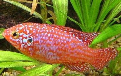 紅寶石魚怎么分公母帶圖（如何區分紅寶石魚的公母）