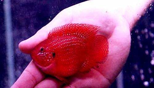 紅寶石魚怎么分公母帶圖（如何區分紅寶石魚的公母）