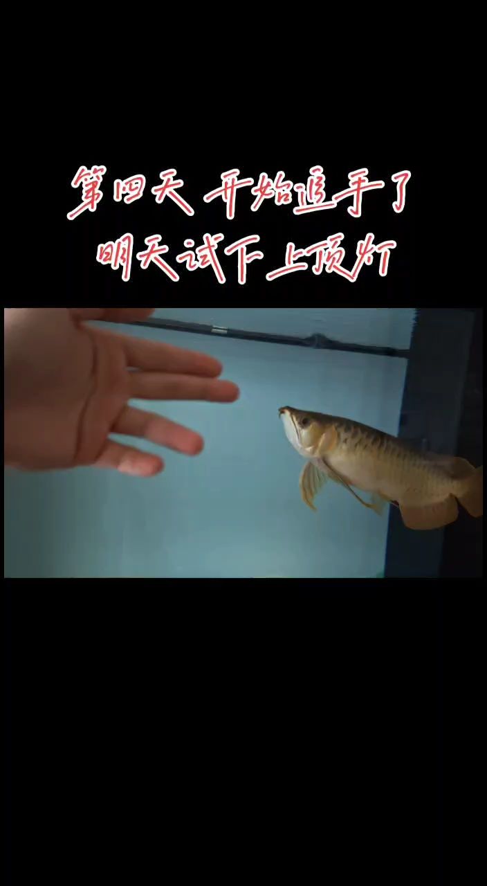 第四天已經懂得追手互動了 小傢伙可以呀 真聰明[ciya]