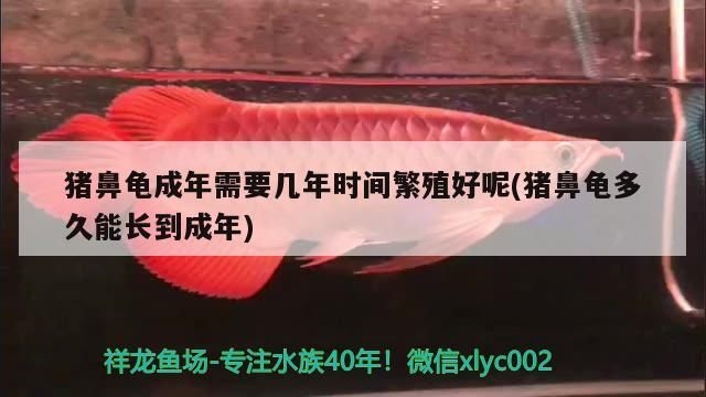 豬鼻龜成年需要幾年時間繁殖好呢(豬鼻龜多久能長到成年)