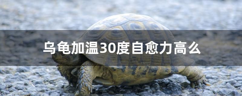 烏龜加溫30度自愈力高么