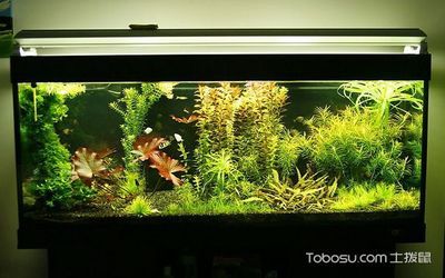 老魚匠廠家（老魚匠廠家電話）