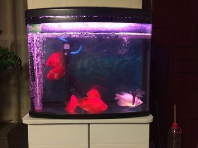 50的魚缸是多大：50厘米的魚缸可以根據(jù)個人需求和養(yǎng)魚情況來選擇合適的尺寸