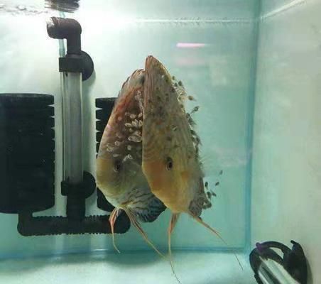 瀘州可麗愛魚缸專賣店，打造您的水族藝術殿堂